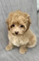 Gordie, a male Maltipoo for sale in Saginaw, MI – 1 of 8
