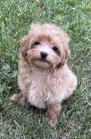 Gordie, a male Maltipoo for sale in Saginaw, MI – 5 of 8