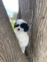 Zoro, a male Maltipoo for sale in Saginaw, MI – 7 of 8