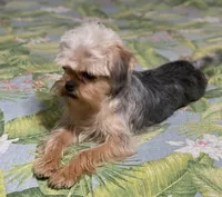Diamond Girl, a female Maltipoo and Brussels Griffon for sale in Saginaw, MI – Photo 8 of 10