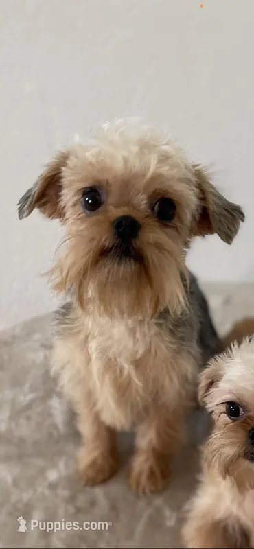 Diamond Girl – Maltipoo, Brussels Griffon puppy for sale in Saginaw, MI