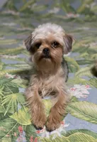 Diamond Girl, a female Maltipoo and Brussels Griffon for sale in Saginaw, MI – Photo 5 of 10