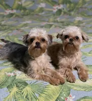 Diamond Girl, a female Maltipoo and Brussels Griffon for sale in Saginaw, MI – Photo 7 of 10