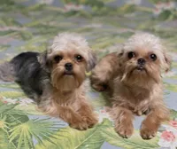 Diamond Girl, a female Maltipoo and Brussels Griffon for sale in Saginaw, MI – Photo 6 of 10