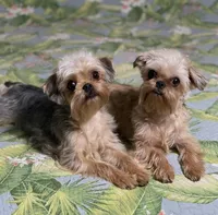 Diamond Girl, a female Maltipoo and Brussels Griffon for sale in Saginaw, MI – Photo 10 of 10