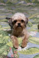Diamond Girl, a female Maltipoo and Brussels Griffon for sale in Saginaw, MI – Photo 3 of 10