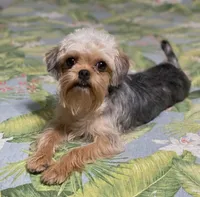 Diamond Girl, a female Maltipoo and Brussels Griffon for sale in Saginaw, MI – Photo 1 of 10