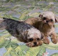 Diamond Girl, a female Maltipoo and Brussels Griffon for sale in Saginaw, MI – Photo 9 of 10