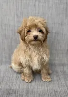 Gordie, a male Maltipoo for sale in Saginaw, MI – 6 of 8