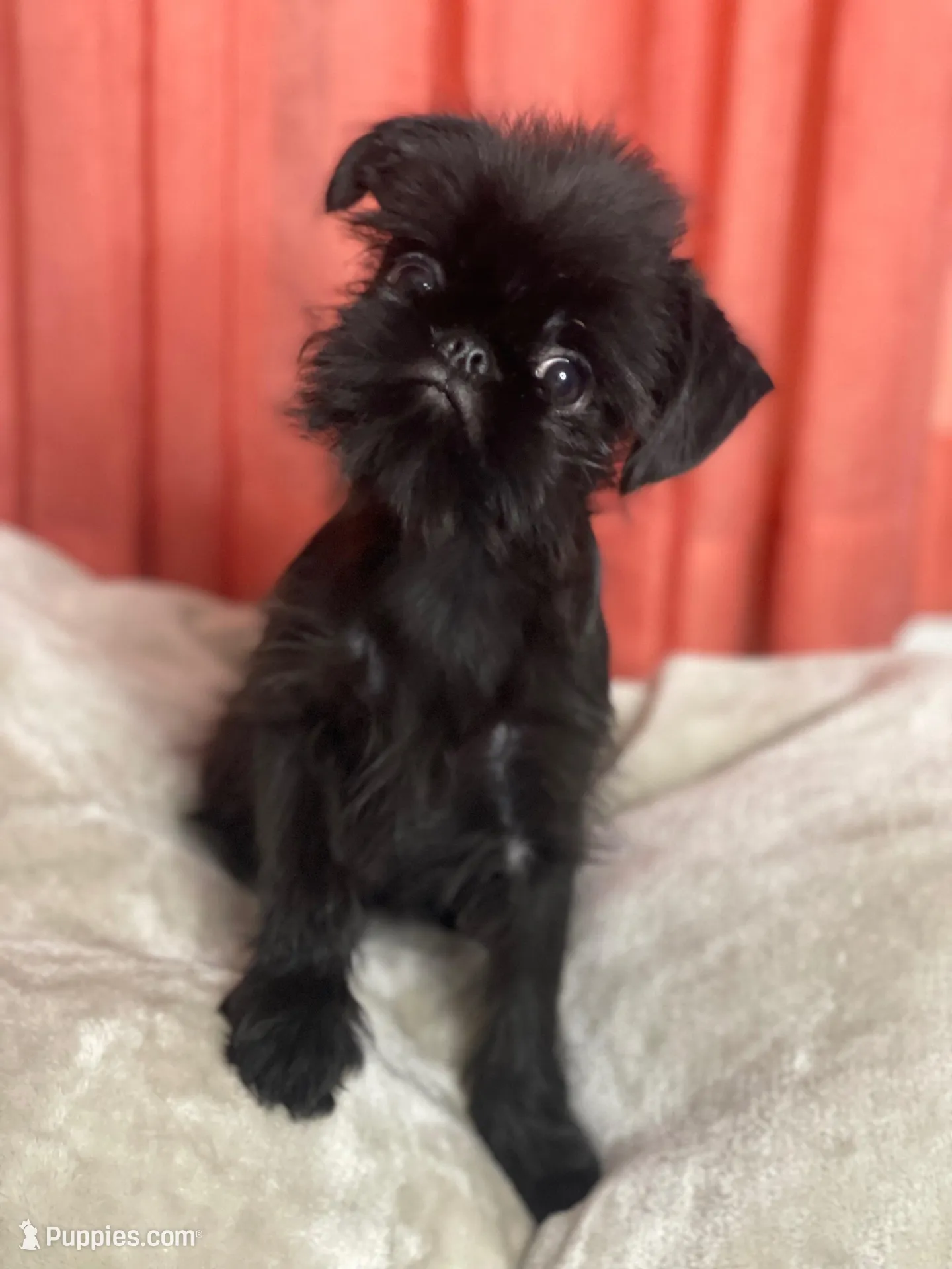 Mr. Personality, a male Brussels Griffon for sale in Saginaw, MI – Photo 10 of 10