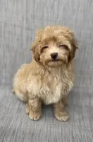 Gordie, a male Maltipoo for sale in Saginaw, MI – 3 of 8