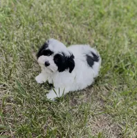 Zoro, a male Maltipoo for sale in Saginaw, MI – 2 of 8
