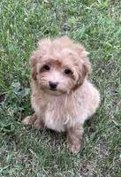 Gordie, a male Maltipoo for sale in Saginaw, MI – 7 of 8