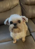 Pearl, a female Maltipoo and Brussels Griffon for sale in Saginaw, MI – Photo 2 of 3