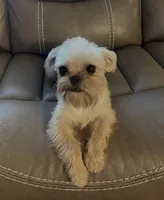 Pearl, a female Maltipoo and Brussels Griffon for sale in Saginaw, MI – Photo 3 of 3