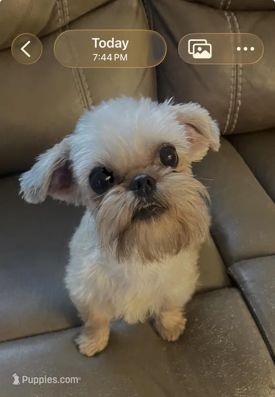 Pearl – Maltipoo, Brussels Griffon puppy for sale in Saginaw, MI