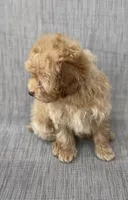 Gordie, a male Maltipoo for sale in Saginaw, MI – 2 of 8