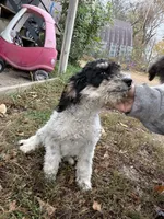 Bones, a male Goldendoodle for sale in New Prague, MN – 1 of 4