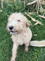 Blues, a female Goldendoodle for sale in New Prague, MN – 6 of 6
