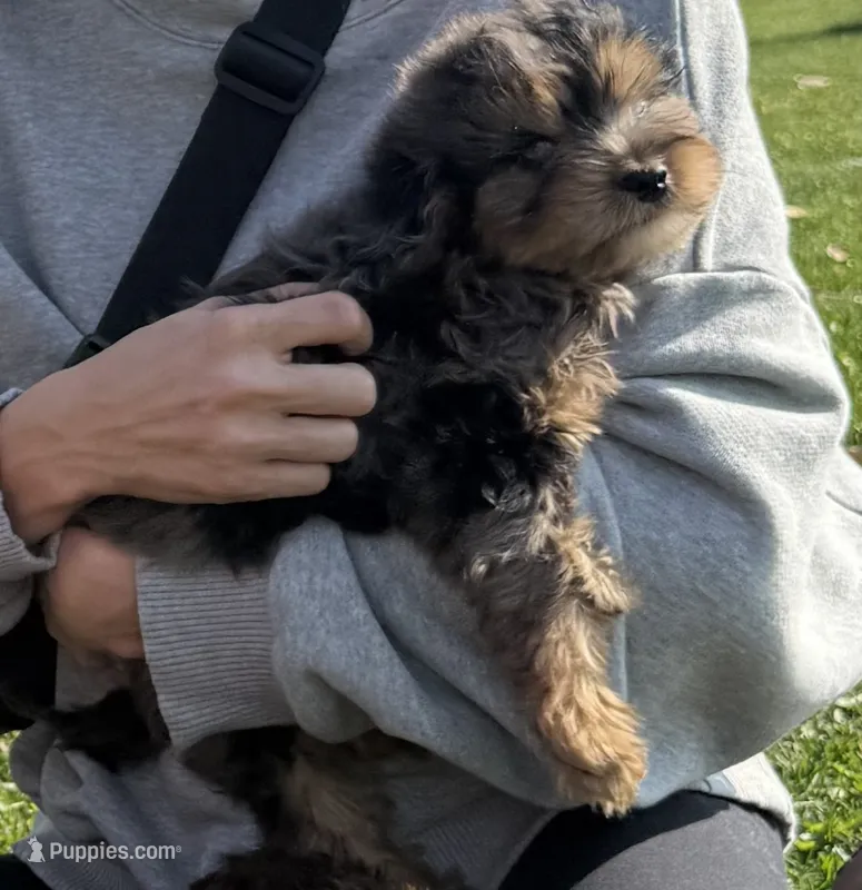 Polo – Miniature Aussiedoodle puppy for sale in New Prague, MN