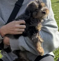 Polo, a male Miniature Aussiedoodle for sale in New Prague, MN – 1 of 2