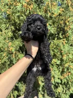 Midnight, a male Cavapoo for sale in New Prague, MN – 2 of 4
