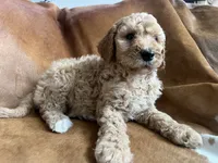 Luna, a female Goldendoodle for sale in New Prague, MN – 4 of 4