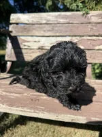 Midnight, a male Cavapoo for sale in New Prague, MN – 4 of 4