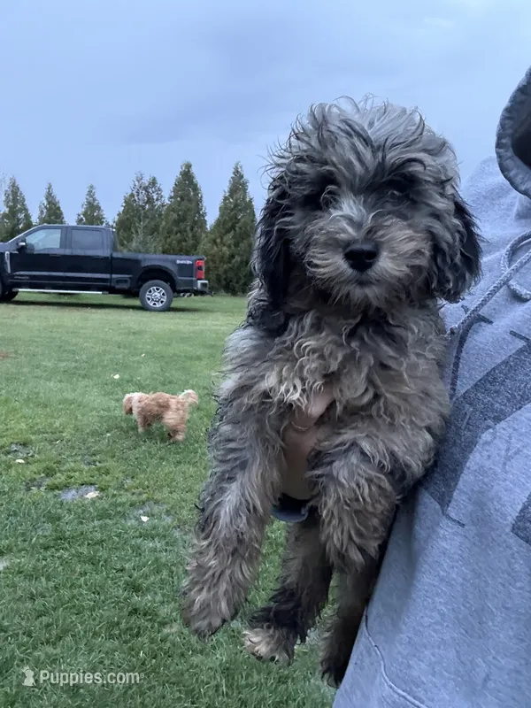 Marco – Cavapoo puppy for sale in New Prague, MN