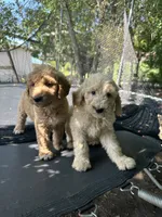 Coco, a male Goldendoodle for sale in New Prague, MN – 4 of 4