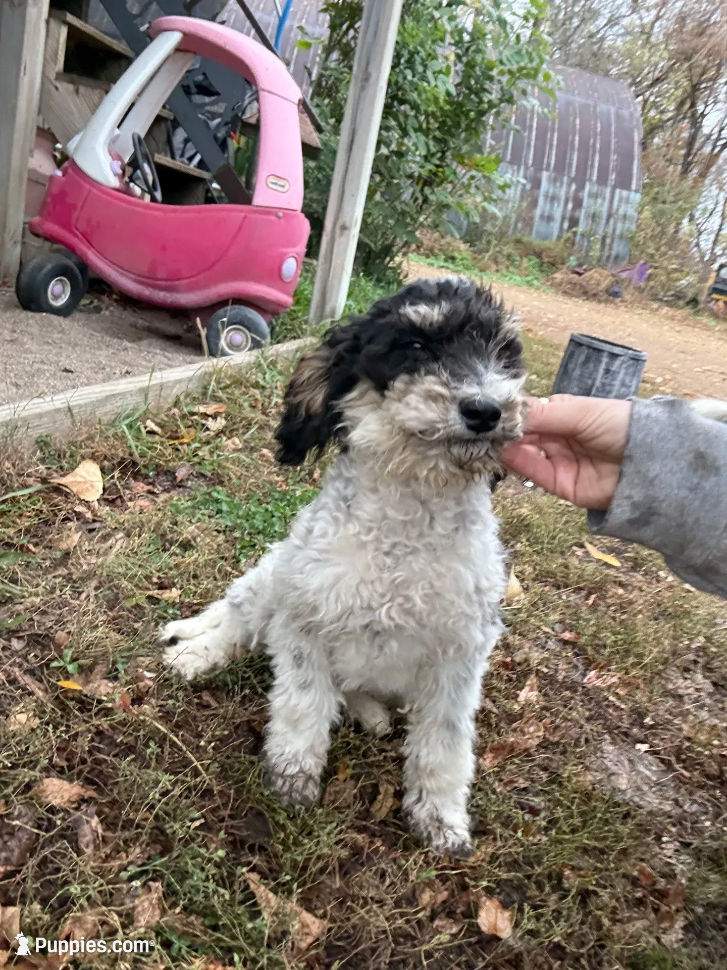 Bones, a male Goldendoodle for sale in New Prague, MN – 2 of 4