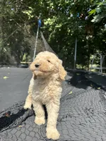 Coco, a male Goldendoodle for sale in New Prague, MN – 2 of 4
