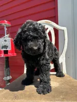 Runi, a female Goldendoodle for sale in New Prague, MN – 2 of 4