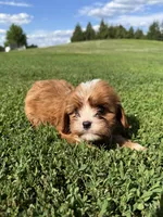 Coco, a female Cavapoo for sale in New Prague, MN – 4 of 4