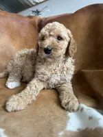 Luna, a female Goldendoodle for sale in New Prague, MN – 2 of 4