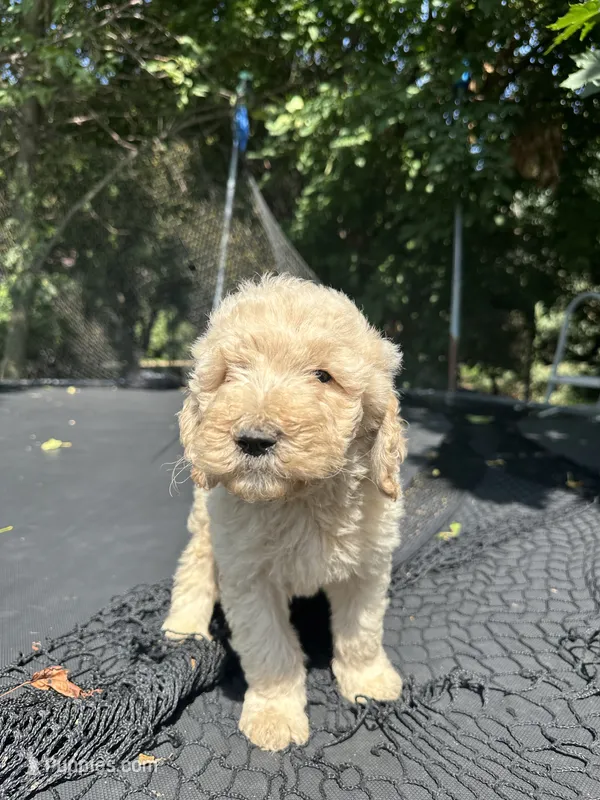 Coco – Goldendoodle puppy for sale in New Prague, MN