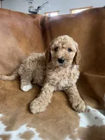 Luna, a female Goldendoodle for sale in New Prague, MN – 1 of 4