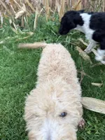 Blues, a female Goldendoodle for sale in New Prague, MN – 5 of 6