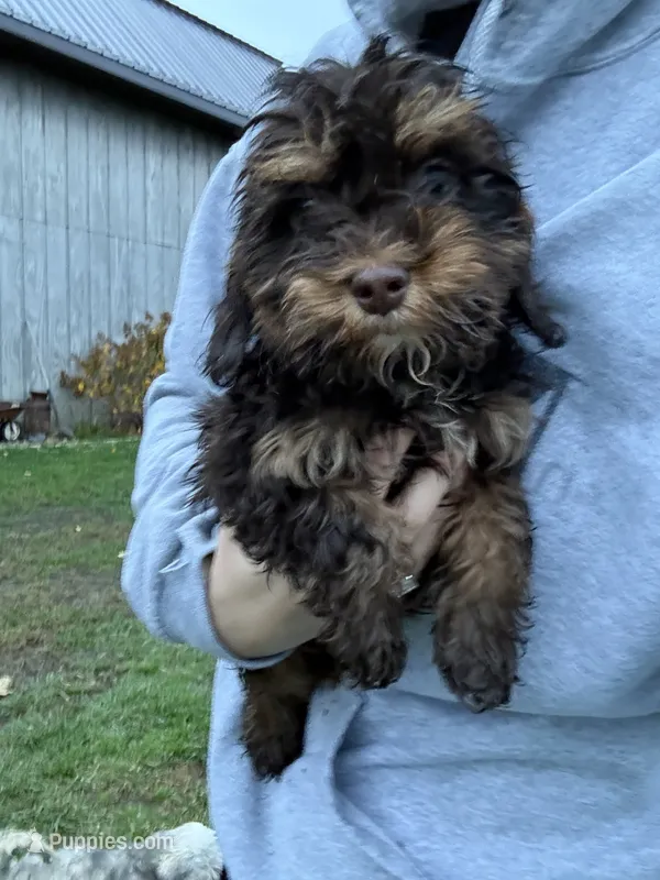 Hershey  – Cavapoo puppy for sale in New Prague, MN