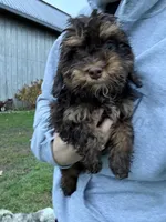 Hershey , a male Cavapoo for sale in New Prague, MN – 1 of 3