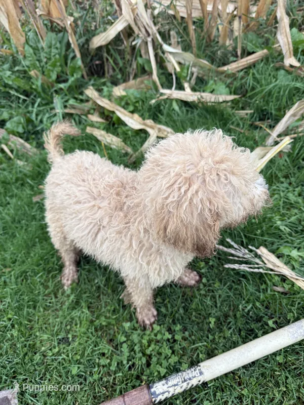 Blues – Goldendoodle puppy for sale in New Prague, MN