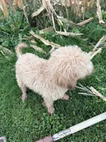 Blues, a female Goldendoodle for sale in New Prague, MN – 1 of 6