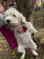 Daisy  , a female Goldendoodle for sale in New Prague, MN – 3 of 6