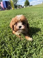 Coco, a female Cavapoo for sale in New Prague, MN – 3 of 4