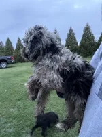 Marco, a male Cavapoo for sale in New Prague, MN – 2 of 3