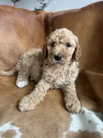 Luna, a female Goldendoodle for sale in New Prague, MN – 3 of 4