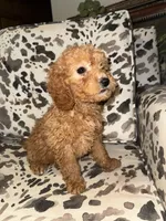 processed/bbf4ac8b-361a-480d-bc16-a28c27834fd7/listing/70f97dbb-017b-43ad-ad4d-474e315e8135/367835b6-6059-4c39-addc-678696f8fc67