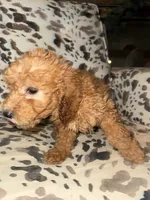 processed/bbf4ac8b-361a-480d-bc16-a28c27834fd7/listing/70f97dbb-017b-43ad-ad4d-474e315e8135/50002147-fdec-480f-a22b-8adb837ab1f6