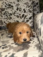 processed/bbf4ac8b-361a-480d-bc16-a28c27834fd7/listing/70f97dbb-017b-43ad-ad4d-474e315e8135/9f625eca-ba15-4f6a-9a1b-2cc0d4ea416e