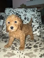 processed/bbf4ac8b-361a-480d-bc16-a28c27834fd7/listing/70f97dbb-017b-43ad-ad4d-474e315e8135/e3289eac-7269-4e96-8b40-7f0e919cb1d5